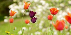 tulipánok 