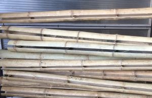 bambusz növény igényei